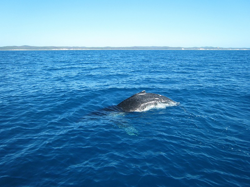 2009-11-06 22-04-43_2.jpg - Buckelwal